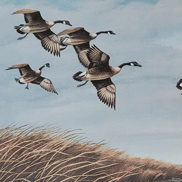 1981 Duck Stamp Press Print Pencil Signed & Numbered By Clark Sullivan 23x18 - Picture 6 of 8